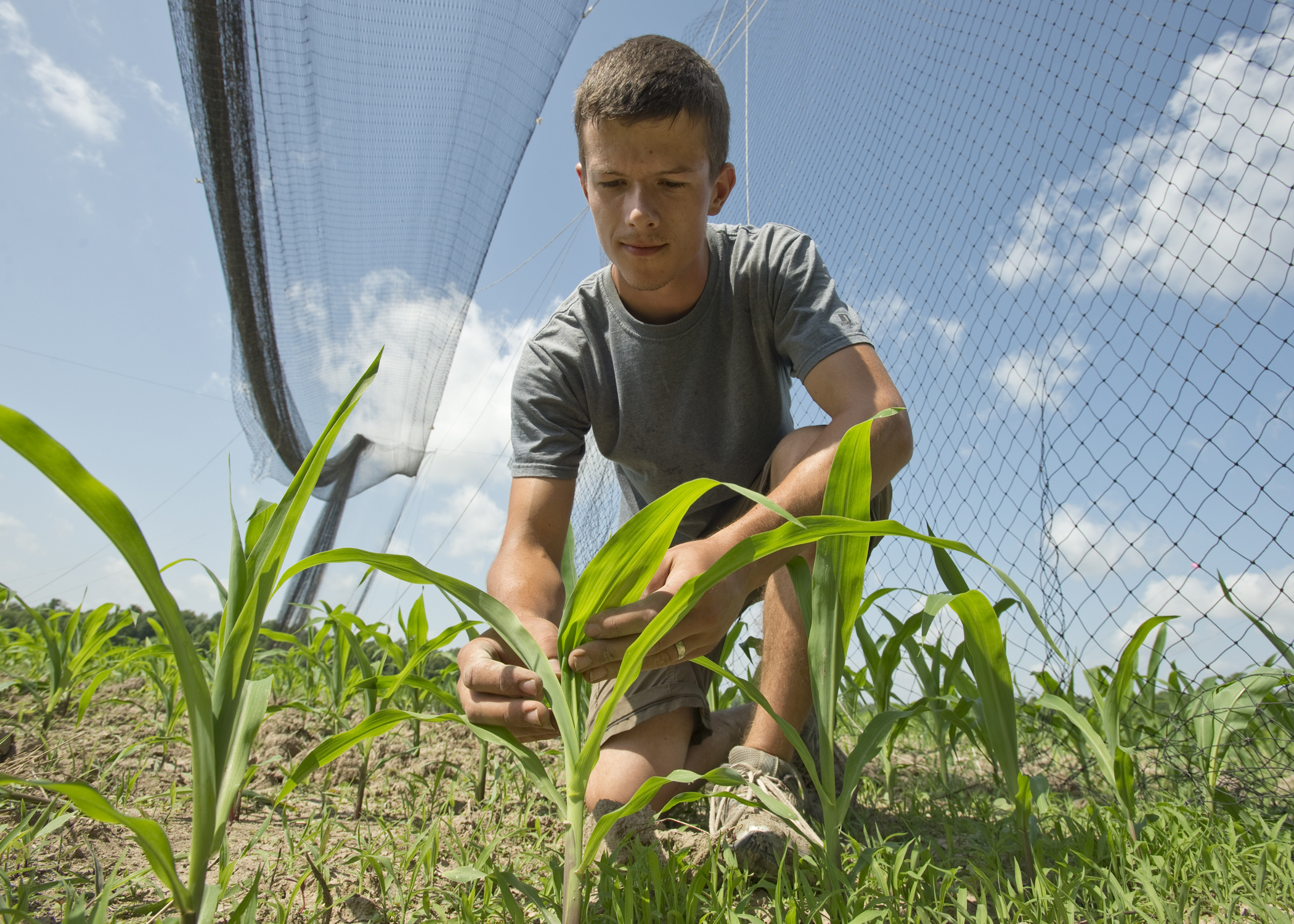 Josiah Maine, a former graduate student, examines a young corn plant.
